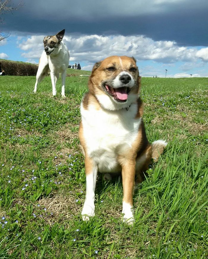 People Living With More Than 2 Dogs, Post Your Pics Of What It’s Like People Living With More Than 2 Dogs, Post Your Pics Of What It’s Like