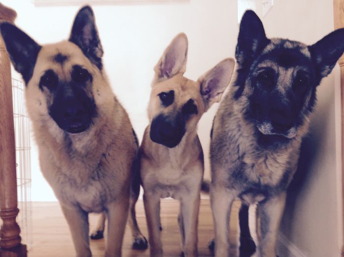 People Living With More Than 2 Dogs, Post Your Pics Of What It’s Like People Living With More Than 2 Dogs, Post Your Pics Of What It’s Like