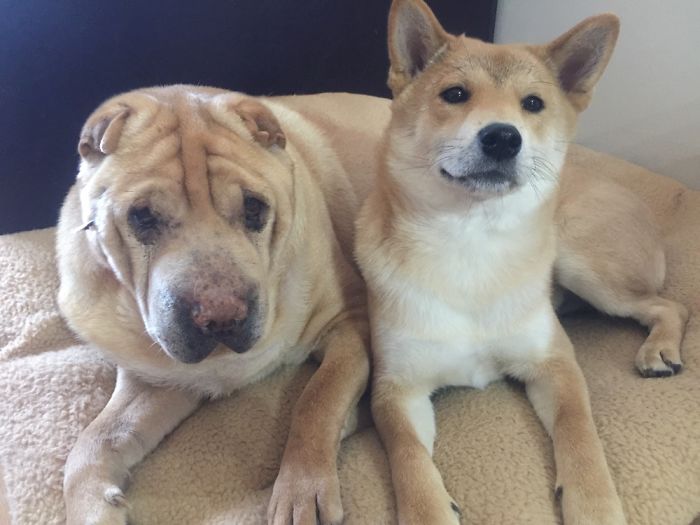 People Living With More Than 2 Dogs, Post Your Pics Of What It’s Like People Living With More Than 2 Dogs, Post Your Pics Of What It’s Like