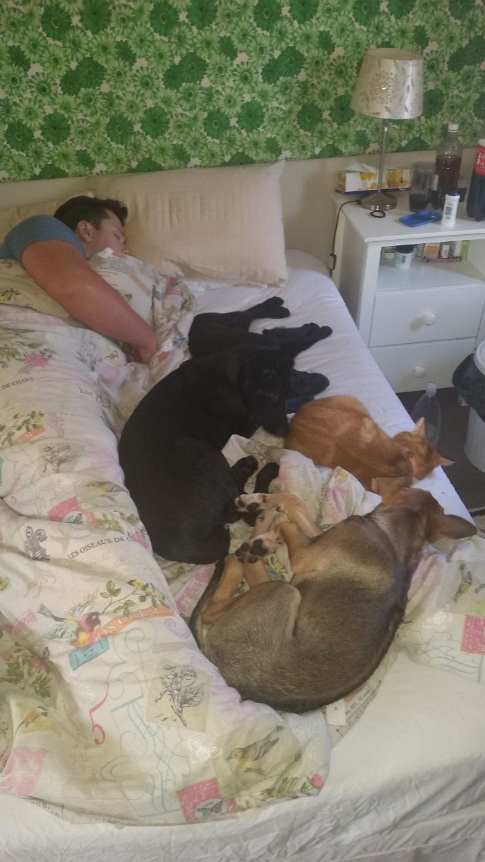 People Living With More Than 2 Dogs, Post Your Pics Of What It’s Like People Living With More Than 2 Dogs, Post Your Pics Of What It’s Like