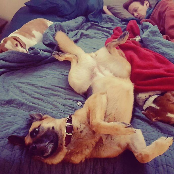 People Living With More Than 2 Dogs, Post Your Pics Of What It’s Like People Living With More Than 2 Dogs, Post Your Pics Of What It’s Like