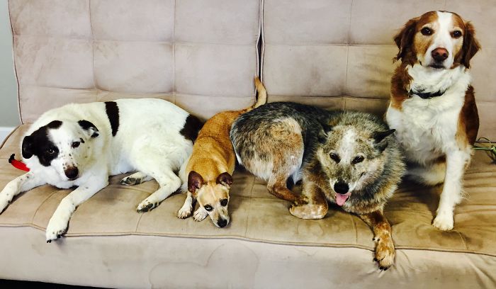 People Living With More Than 2 Dogs, Post Your Pics Of What It’s Like People Living With More Than 2 Dogs, Post Your Pics Of What It’s Like