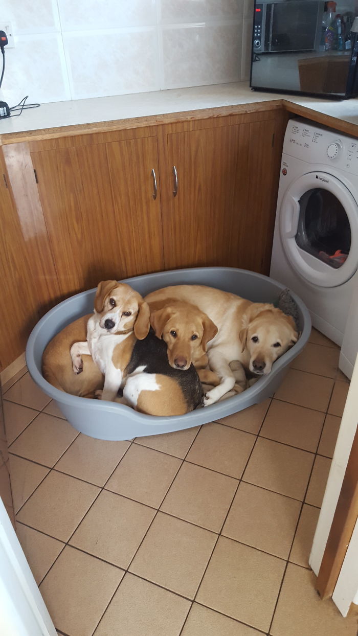 People Living With More Than 2 Dogs, Post Your Pics Of What It’s Like People Living With More Than 2 Dogs, Post Your Pics Of What It’s Like