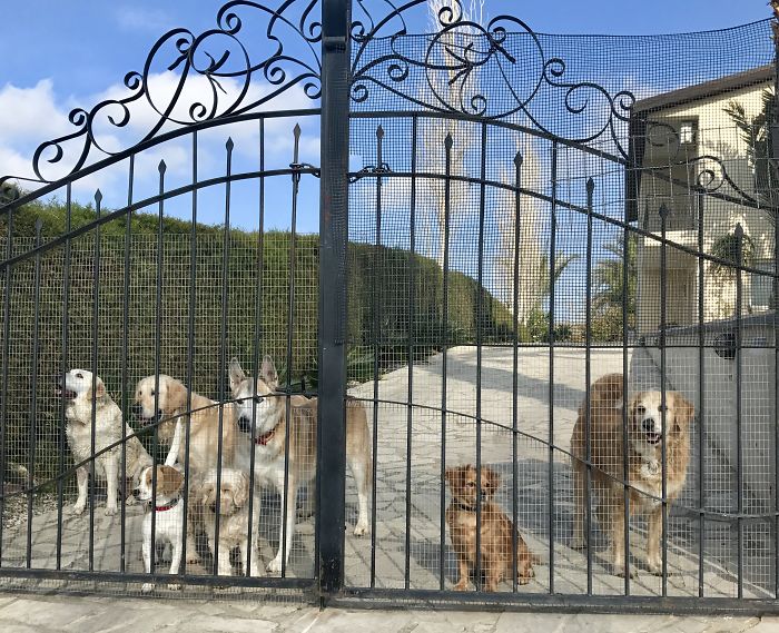 People Living With More Than 2 Dogs, Post Your Pics Of What It’s Like People Living With More Than 2 Dogs, Post Your Pics Of What It’s Like