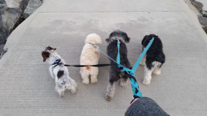 People Living With More Than 2 Dogs, Post Your Pics Of What It’s Like People Living With More Than 2 Dogs, Post Your Pics Of What It’s Like