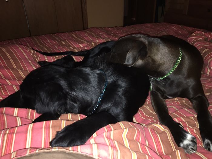 People Living With More Than 2 Dogs, Post Your Pics Of What It’s Like People Living With More Than 2 Dogs, Post Your Pics Of What It’s Like