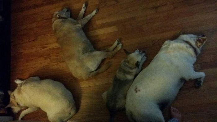 People Living With More Than 2 Dogs, Post Your Pics Of What It’s Like People Living With More Than 2 Dogs, Post Your Pics Of What It’s Like