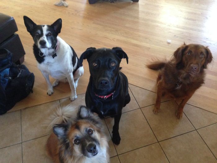 People Living With More Than 2 Dogs, Post Your Pics Of What It’s Like People Living With More Than 2 Dogs, Post Your Pics Of What It’s Like