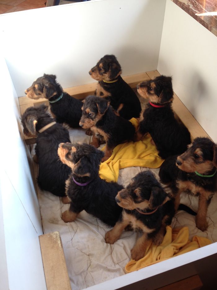 People Living With More Than 2 Dogs, Post Your Pics Of What It’s Like People Living With More Than 2 Dogs, Post Your Pics Of What It’s Like