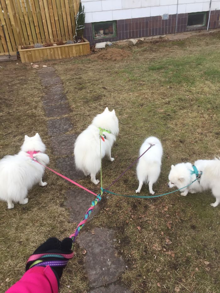 People Living With More Than 2 Dogs, Post Your Pics Of What It’s Like People Living With More Than 2 Dogs, Post Your Pics Of What It’s Like