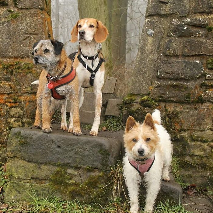 People Living With More Than 2 Dogs, Post Your Pics Of What It’s Like People Living With More Than 2 Dogs, Post Your Pics Of What It’s Like