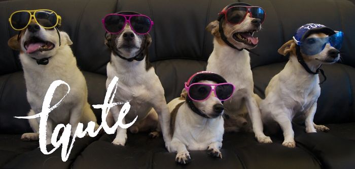 People Living With More Than 2 Dogs, Post Your Pics Of What It’s Like People Living With More Than 2 Dogs, Post Your Pics Of What It’s Like