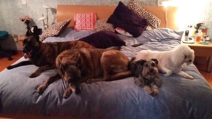 People Living With More Than 2 Dogs, Post Your Pics Of What It’s Like People Living With More Than 2 Dogs, Post Your Pics Of What It’s Like