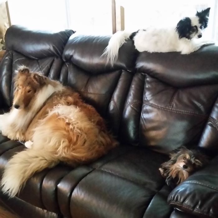 People Living With More Than 2 Dogs, Post Your Pics Of What It’s Like People Living With More Than 2 Dogs, Post Your Pics Of What It’s Like