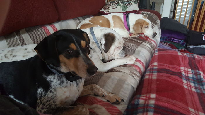 People Living With More Than 2 Dogs, Post Your Pics Of What It’s Like People Living With More Than 2 Dogs, Post Your Pics Of What It’s Like