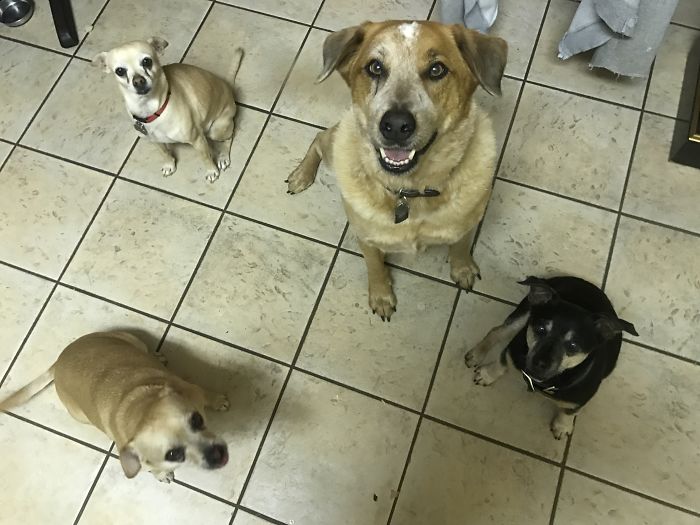 People Living With More Than 2 Dogs, Post Your Pics Of What It’s Like People Living With More Than 2 Dogs, Post Your Pics Of What It’s Like