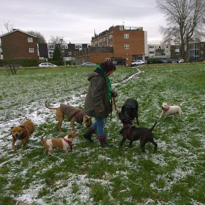 People Living With More Than 2 Dogs, Post Your Pics Of What It’s Like People Living With More Than 2 Dogs, Post Your Pics Of What It’s Like