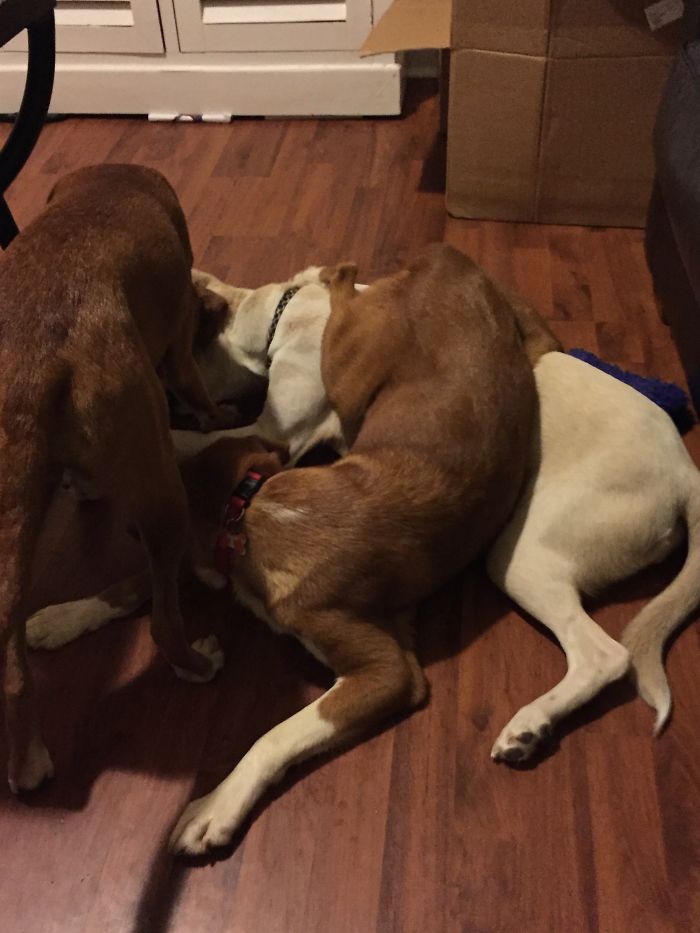 People Living With More Than 2 Dogs, Post Your Pics Of What It’s Like People Living With More Than 2 Dogs, Post Your Pics Of What It’s Like