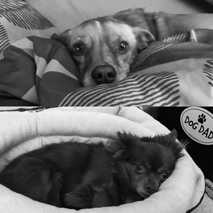 People Living With More Than 2 Dogs, Post Your Pics Of What It’s Like People Living With More Than 2 Dogs, Post Your Pics Of What It’s Like