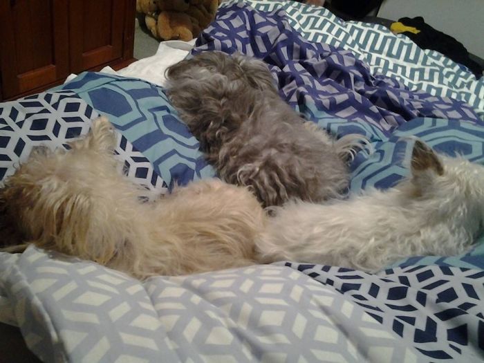 People Living With More Than 2 Dogs, Post Your Pics Of What It’s Like People Living With More Than 2 Dogs, Post Your Pics Of What It’s Like