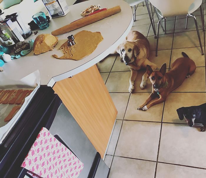 People Living With More Than 2 Dogs, Post Your Pics Of What It’s Like People Living With More Than 2 Dogs, Post Your Pics Of What It’s Like