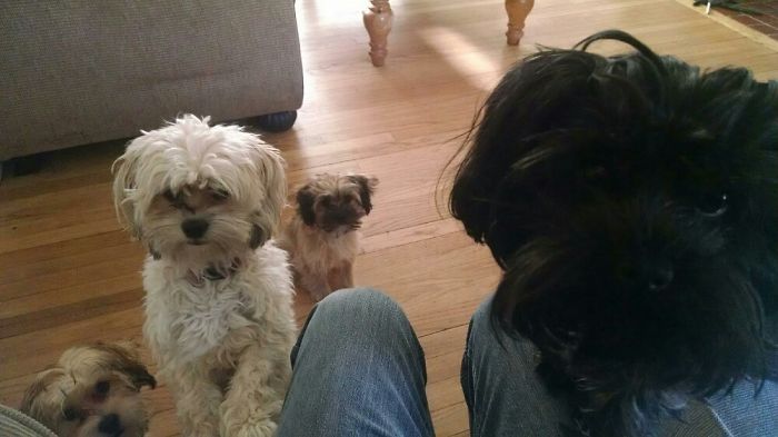 People Living With More Than 2 Dogs, Post Your Pics Of What It’s Like People Living With More Than 2 Dogs, Post Your Pics Of What It’s Like