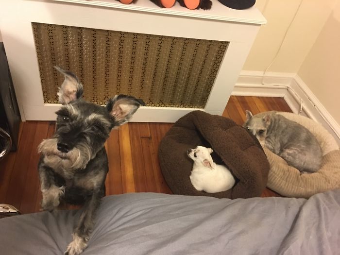 People Living With More Than 2 Dogs, Post Your Pics Of What It’s Like People Living With More Than 2 Dogs, Post Your Pics Of What It’s Like