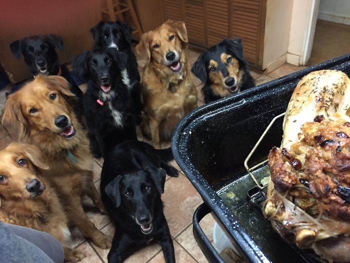 People Living With More Than 2 Dogs, Post Your Pics Of What It’s Like People Living With More Than 2 Dogs, Post Your Pics Of What It’s Like