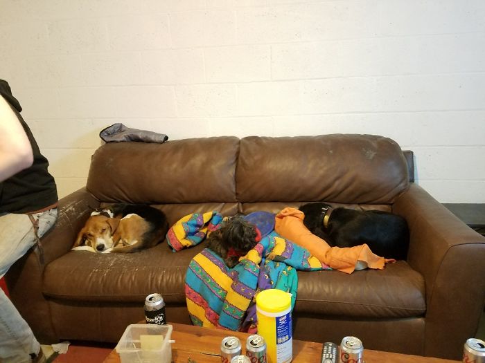 People Living With More Than 2 Dogs, Post Your Pics Of What It’s Like People Living With More Than 2 Dogs, Post Your Pics Of What It’s Like