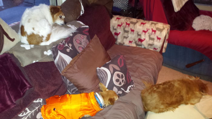 People Living With More Than 2 Dogs, Post Your Pics Of What It’s Like People Living With More Than 2 Dogs, Post Your Pics Of What It’s Like