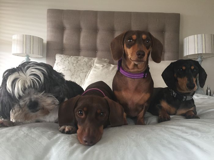 People Living With More Than 2 Dogs, Post Your Pics Of What It’s Like People Living With More Than 2 Dogs, Post Your Pics Of What It’s Like