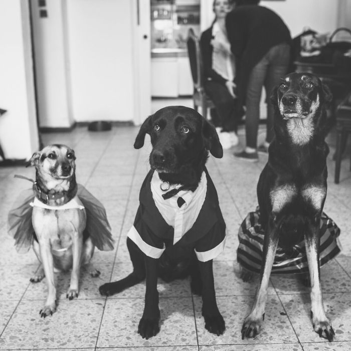 People Living With More Than 2 Dogs, Post Your Pics Of What It’s Like People Living With More Than 2 Dogs, Post Your Pics Of What It’s Like