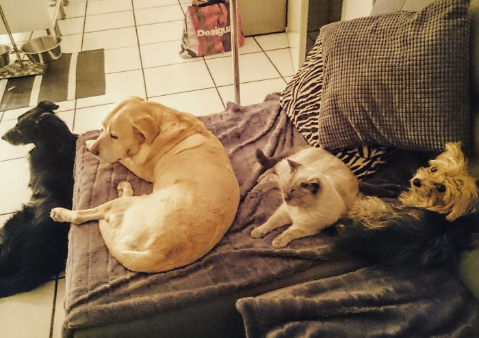 People Living With More Than 2 Dogs, Post Your Pics Of What It’s Like People Living With More Than 2 Dogs, Post Your Pics Of What It’s Like