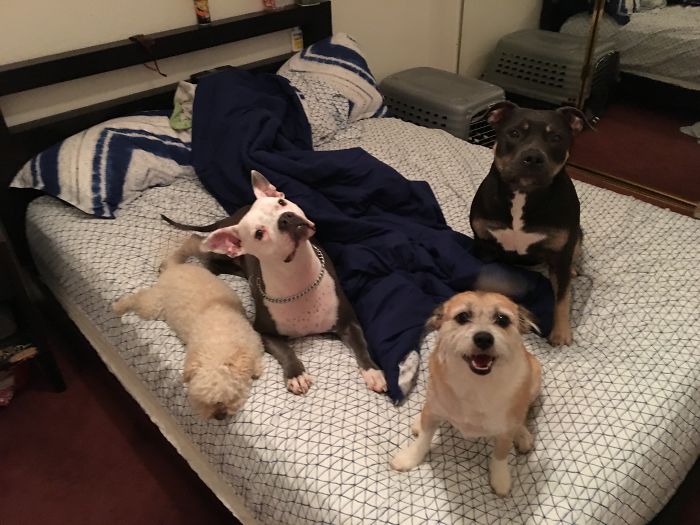 People Living With More Than 2 Dogs, Post Your Pics Of What It’s Like People Living With More Than 2 Dogs, Post Your Pics Of What It’s Like