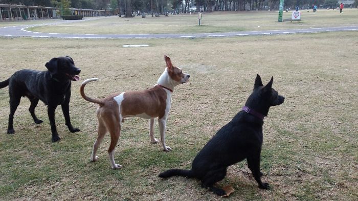 People Living With More Than 2 Dogs, Post Your Pics Of What It’s Like People Living With More Than 2 Dogs, Post Your Pics Of What It’s Like