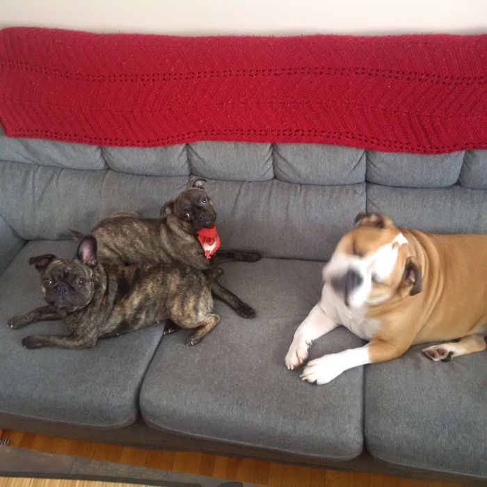 People Living With More Than 2 Dogs, Post Your Pics Of What It’s Like People Living With More Than 2 Dogs, Post Your Pics Of What It’s Like