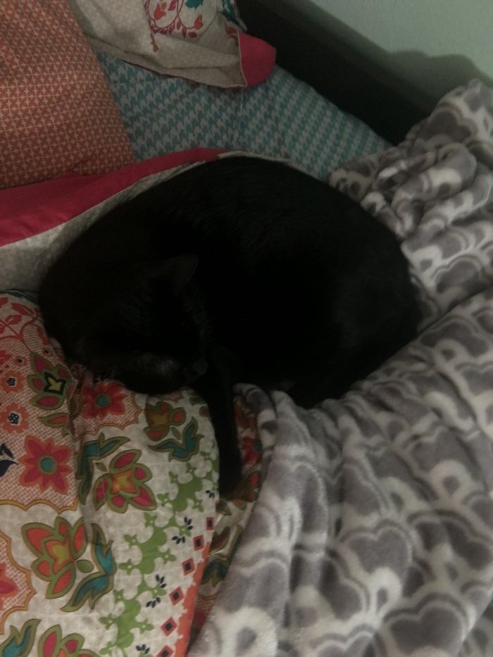 People Living With More Than 2 Dogs, Post Your Pics Of What It’s Like People Living With More Than 2 Dogs, Post Your Pics Of What It’s Like