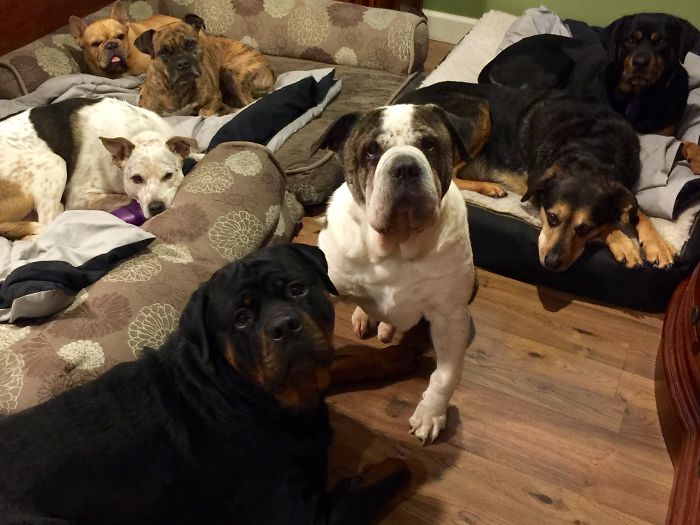 People Living With More Than 2 Dogs, Post Your Pics Of What It’s Like People Living With More Than 2 Dogs, Post Your Pics Of What It’s Like