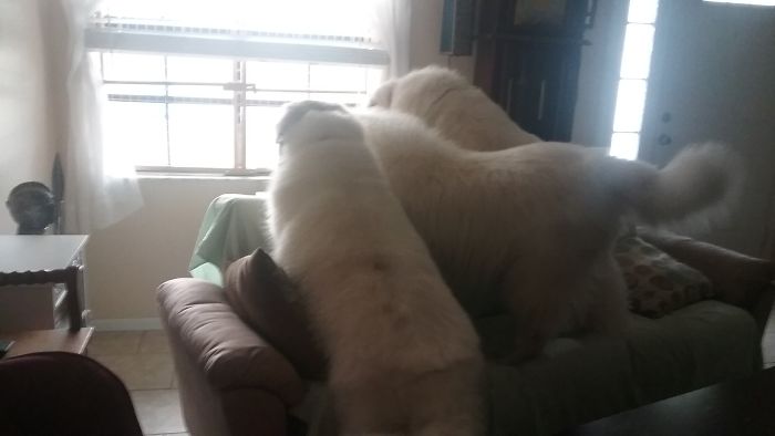 People Living With More Than 2 Dogs, Post Your Pics Of What It’s Like People Living With More Than 2 Dogs, Post Your Pics Of What It’s Like