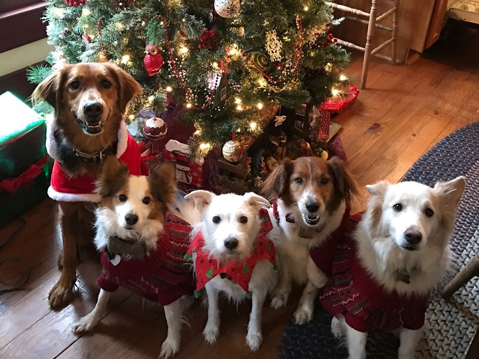 People Living With More Than 2 Dogs, Post Your Pics Of What It’s Like People Living With More Than 2 Dogs, Post Your Pics Of What It’s Like