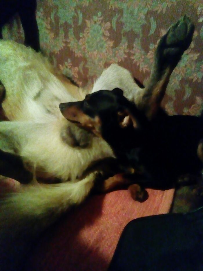 People Living With More Than 2 Dogs, Post Your Pics Of What It’s Like People Living With More Than 2 Dogs, Post Your Pics Of What It’s Like