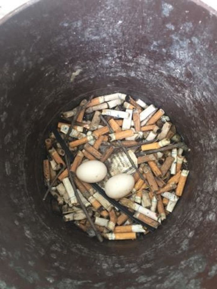 Pigeon Found The Best Place For Laying Eggs