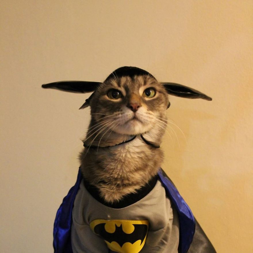 This Cat Enjoys Dressing Up! This Cat Enjoys Dressing Up!