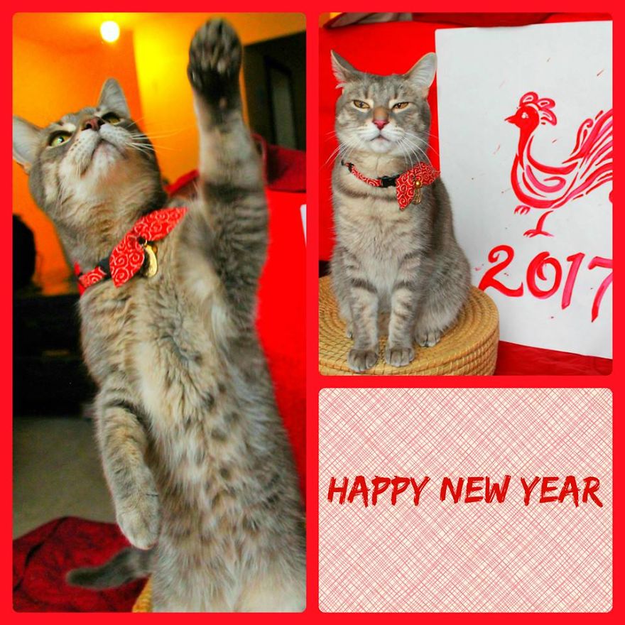 This Cat Enjoys Dressing Up!