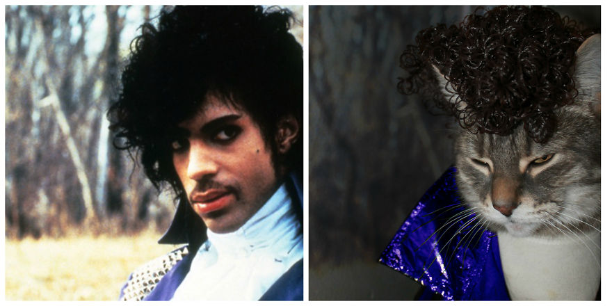 This Cat Enjoys Dressing Up!