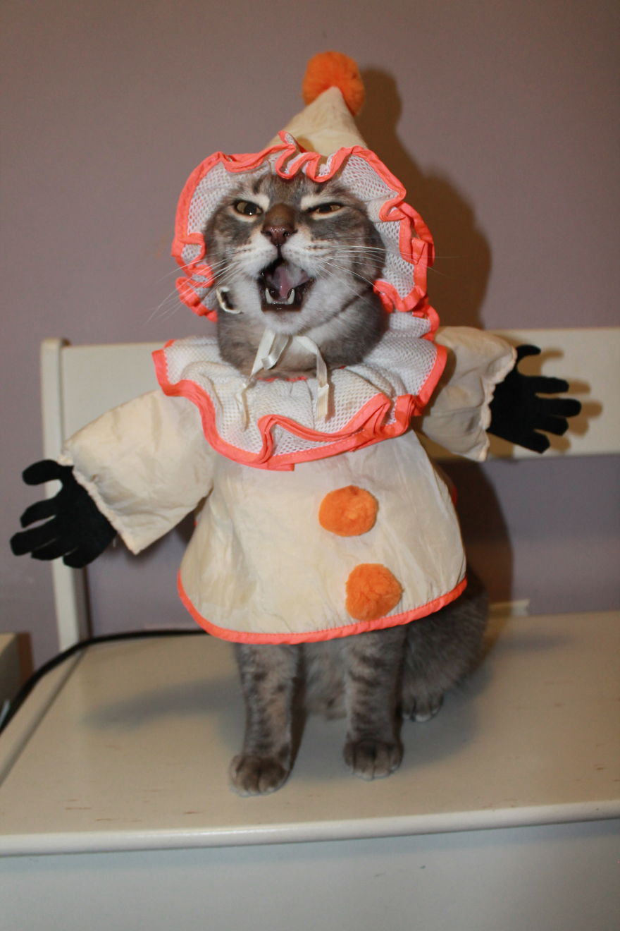 This Cat Enjoys Dressing Up!