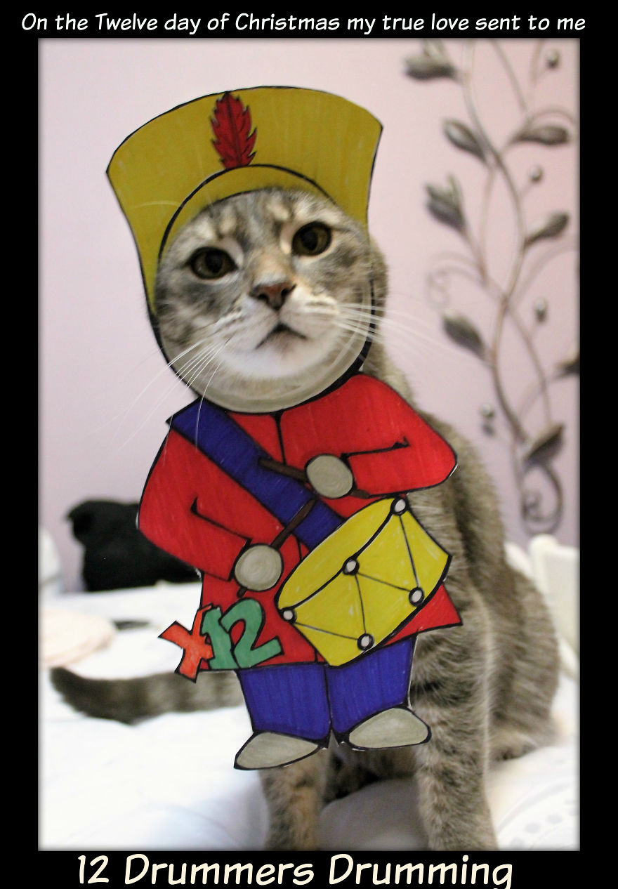 This Cat Enjoys Dressing Up! This Cat Enjoys Dressing Up!