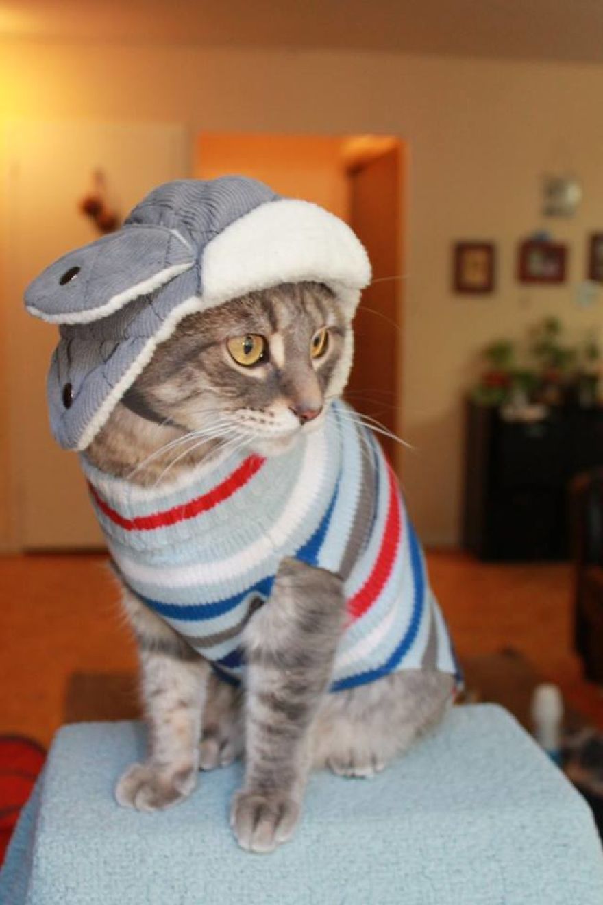 This Cat Enjoys Dressing Up!