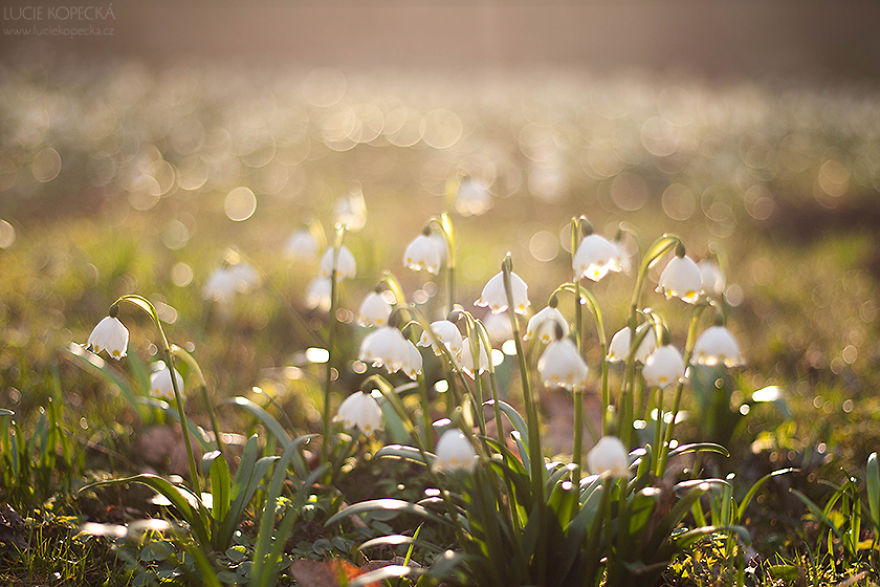 I’ve Photographed A Blooming “Carpet” In Our Village I’ve Photographed A Blooming “Carpet” In Our Village