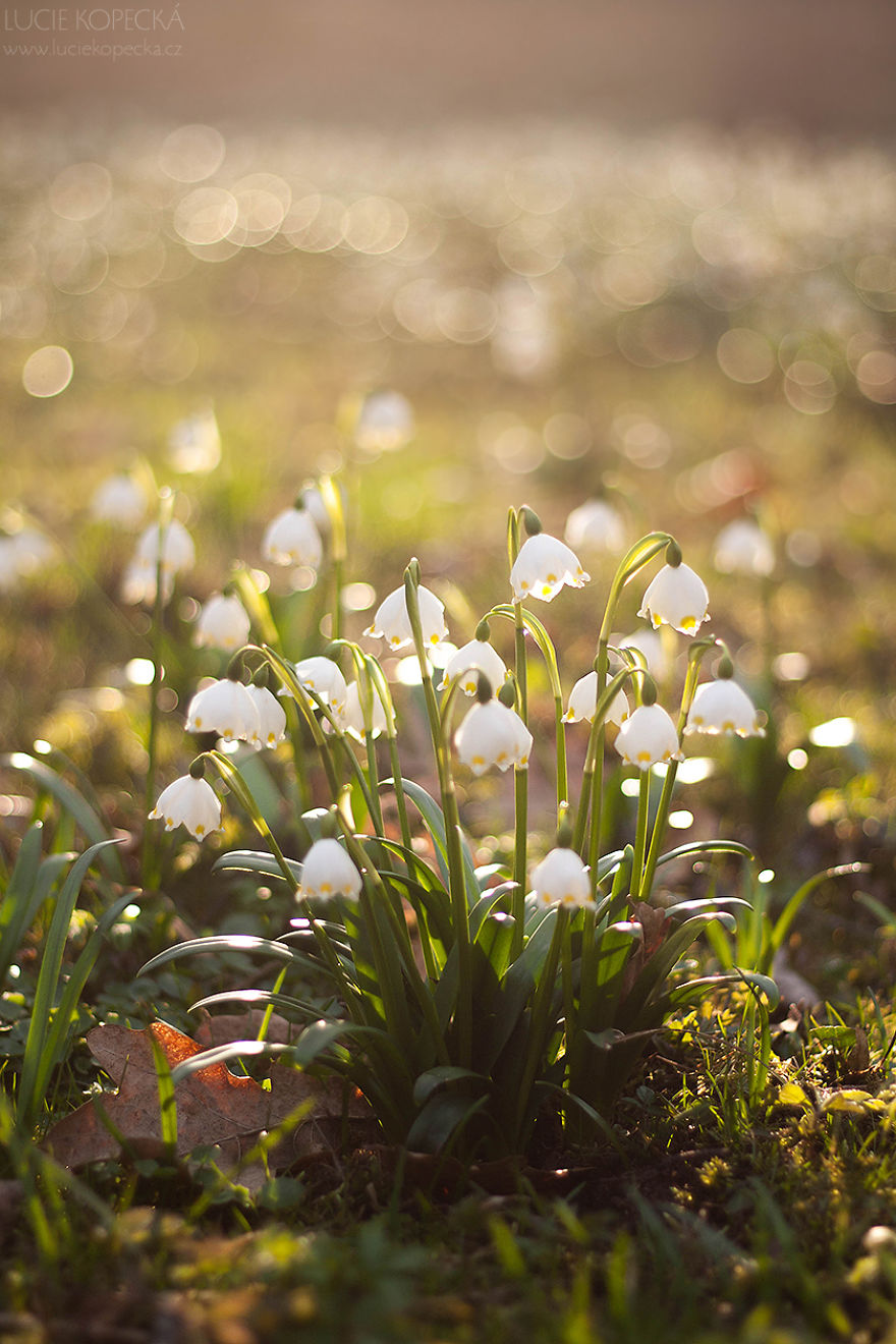 I’ve Photographed A Blooming “Carpet” In Our Village I’ve Photographed A Blooming “Carpet” In Our Village